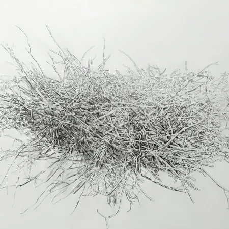 A still life drawing of a nest in pencil. The artist’s use of negative space and shading create definition in a dense nest of organic matter; twigs and grasses.