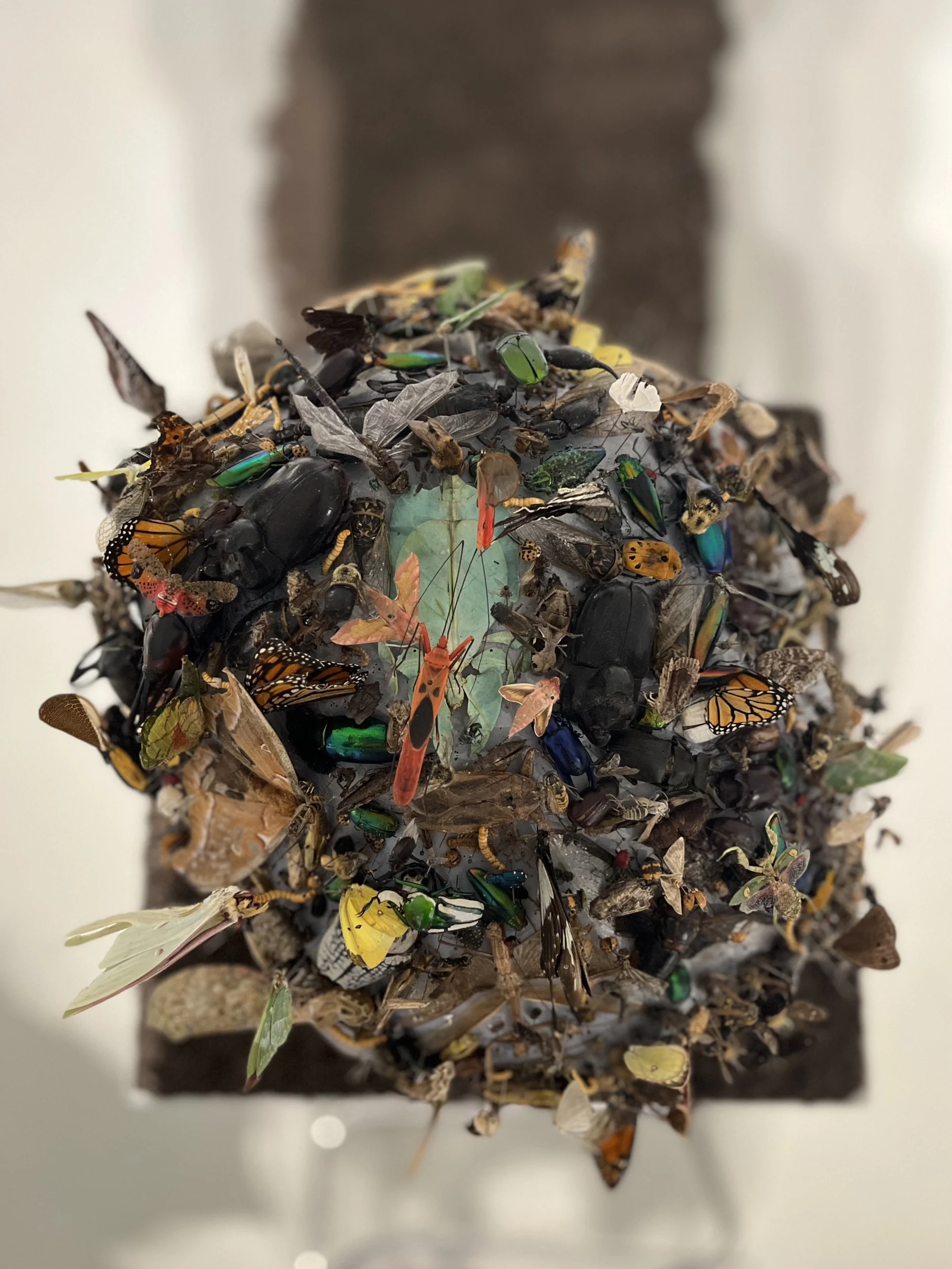 Photograph of a spherical sculpture densely covered with various preserved insects, including beetles, butterflies, and moths, showcasing diverse colors and sizes. Created by Sheldon Storey titled “Found Family”
